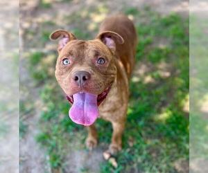 PETER PAN - Male American Bulldog-Unknown Mix Dog for Adoption - Photo #3