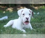 Small #3 Boxer
