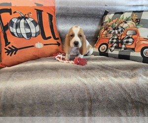 Basset Hound Puppy for Sale in CLAREMORE, Oklahoma USA