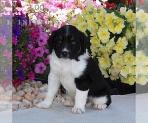 Miniature Australian Shepherd Puppy for sale in OXFORD, PA, USA