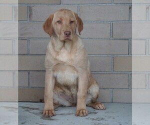 Labrador Retriever Puppy for sale in FREDERICKSBG, OH, USA