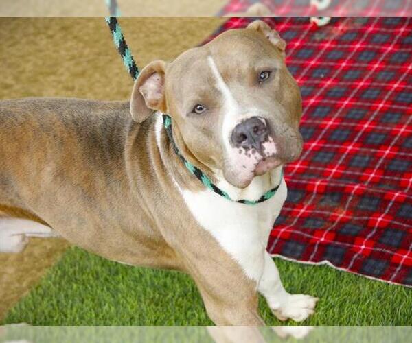 Medium Photo #2 American Bulldog-American Staffordshire Terrier Mix Puppy For Sale in Tallahassee, FL, USA