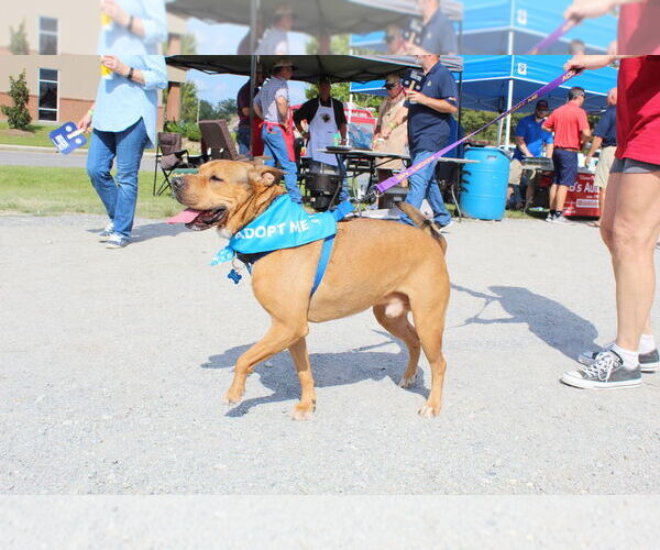 Medium Photo #7 Chinese Shar-Pei-Unknown Mix Puppy For Sale in Abbeville, LA, USA