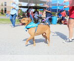 Small #6 Chinese Shar-Pei Mix