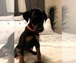 Small Photo #4 Doberman Pinscher Puppy For Sale in EDGEWOOD, NM, USA