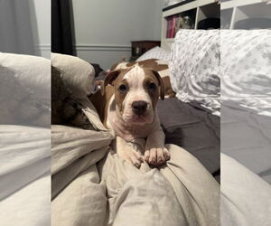 Mutt Dogs for adoption in Garner, NC, USA