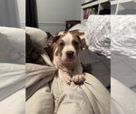 Small Mutt