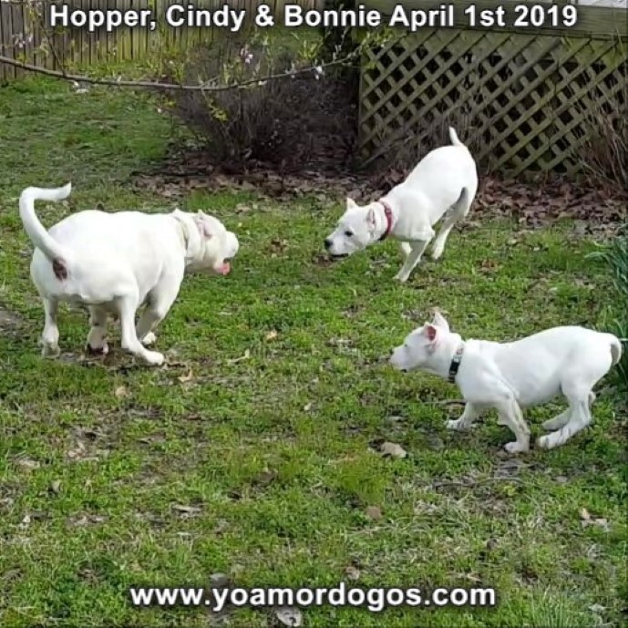 Medium Photo #206 Dogo Argentino Puppy For Sale in PINEVILLE, MO, USA