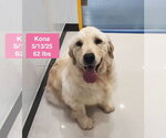 Small #6 Golden Retriever