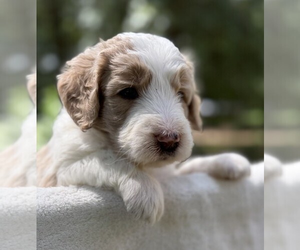 Medium Photo #5 Goldendoodle Puppy For Sale in PIERSON, FL, USA