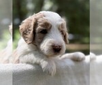 Small Photo #40 Goldendoodle Puppy For Sale in PIERSON, FL, USA