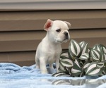 Small Photo #34 French Bulldog Puppy For Sale in LIBERTY, KY, USA