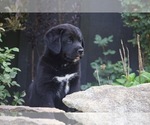Puppy Thunder Bernese Mountain Dog-Labrador Retriever Mix