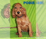 Small Photo #10 Irish Setter Puppy For Sale in EXCELSIOR SPRINGS, MO, USA
