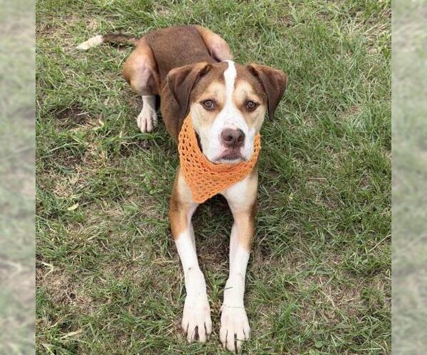 Medium Photo #2 Labrador Retriever Puppy For Sale in Conroe, TX, USA