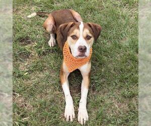 TANK - Male Labrador Retriever Dog for Adoption - Photo #2