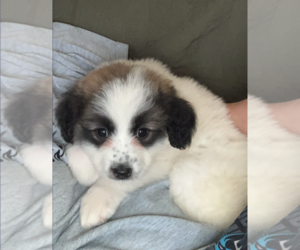 Anatolian Pyrenees Dogs for adoption in Holly Springs, NC, USA