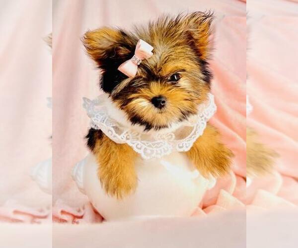 Medium Photo #16 Poodle (Toy) Puppy For Sale in MIAMI, FL, USA