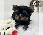 cute puppy - Female Yorkshire Terrier Puppy for Sale - Photo #7