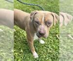 Small #1 American Staffordshire Terrier