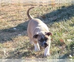 Small Photo #6 American Bully Puppy For Sale in MARTELL, NE, USA