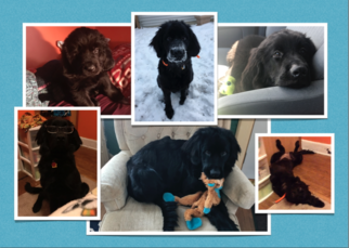 Newfoundland Puppy for sale in SAINT PAUL, MN, USA