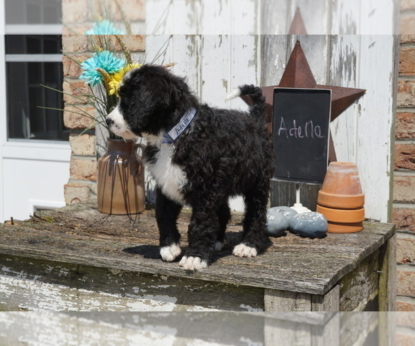 Medium Photo #10 Bernedoodle Puppy For Sale in DUNDEE, OH, USA