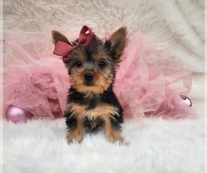 Yorkshire Terrier Puppy for sale in INDIANAPOLIS, IN, USA