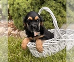 Small #2 Cocker Spaniel