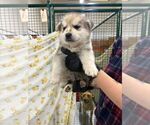 Small #1 Mutt