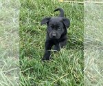 Small Photo #1 Labrador Retriever Puppy For Sale in EDINBURG, VA, USA