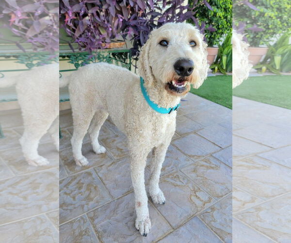 Medium Photo #6 Goldendoodle Puppy For Sale in Glendale , AZ, USA