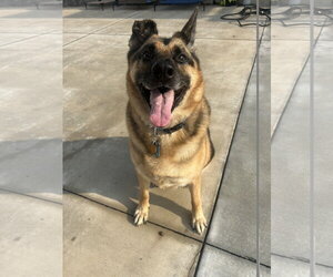 German Shepherd Dog Dogs for adoption in Lancaster, PA, USA