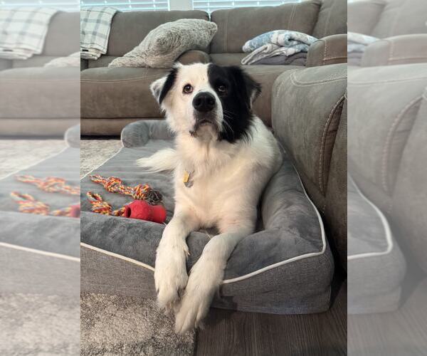 Medium Photo #47 Aussie Pyrenees Puppy For Sale in Houston, TX, USA