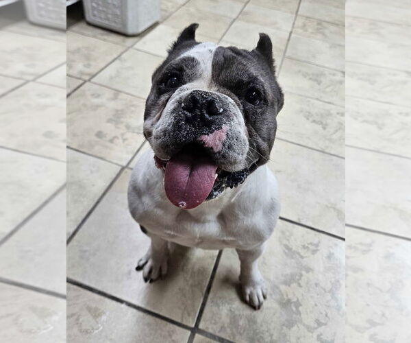Medium Photo #1 American Bulldog-Unknown Mix Puppy For Sale in El Centro, CA, USA
