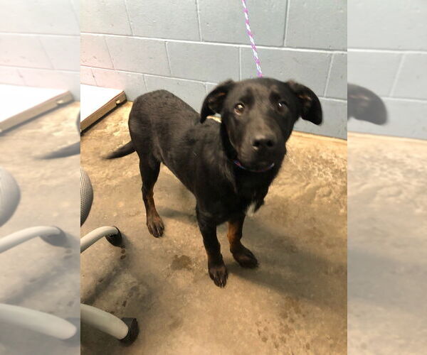 Medium Photo #4 Mutt Puppy For Sale in Evansville, IN, USA