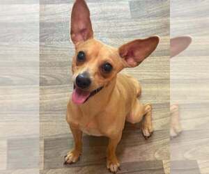 Mason (GA) - Male Chihuahua-Unknown Mix Dog for Adoption - Photo #2