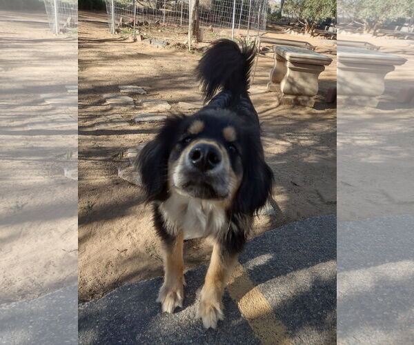 Medium Photo #3 Australian Mountain Dog Puppy For Sale in Apple Valley, CA, USA