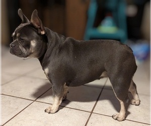 Mother of the French Bulldog puppies born on 03/03/2024