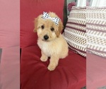 Small #3 Goldendoodle mix (+ Poodle Miniature)