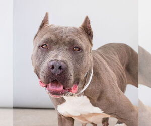 American Pit Bull Terrier Dogs for adoption in Pasadena, CA, USA