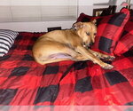 Small #5 Rhodesian Ridgeback Mix