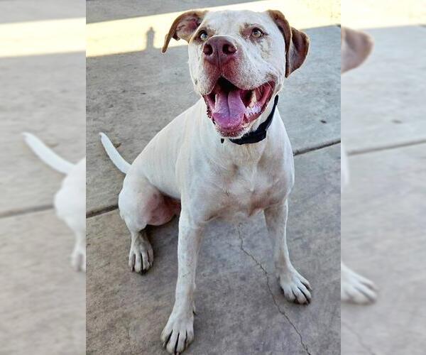 Medium Photo #2 Pointer-Unknown Mix Puppy For Sale in Sacramento, CA, USA
