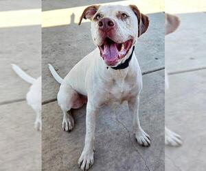 APOLLO - Male Pointer-Unknown Mix Dog for Adoption - Photo #2