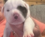 Small Photo #22 Olde English Bulldogge Puppy For Sale in ALDEN, MN, USA