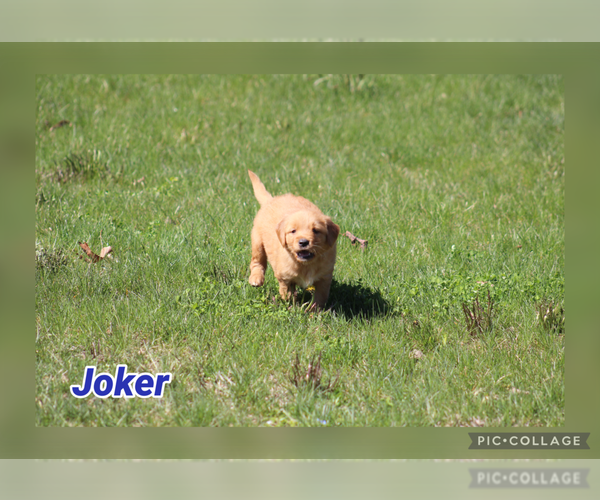 Medium Photo #45 Golden Retriever Puppy For Sale in MIDDLEBURG, PA, USA