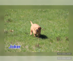 Small Photo #45 Golden Retriever Puppy For Sale in MIDDLEBURG, PA, USA