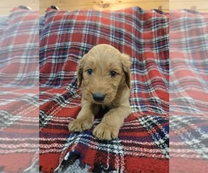 Goldendoodle Puppy for sale in WILLIAMSTOWN, KY, USA