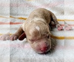 Puppy 5 Cavapoo (Miniature)