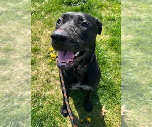 American Staffordshire Terrier-Labrador Retriever Mix Dogs for adoption in Pierceton , IN, USA